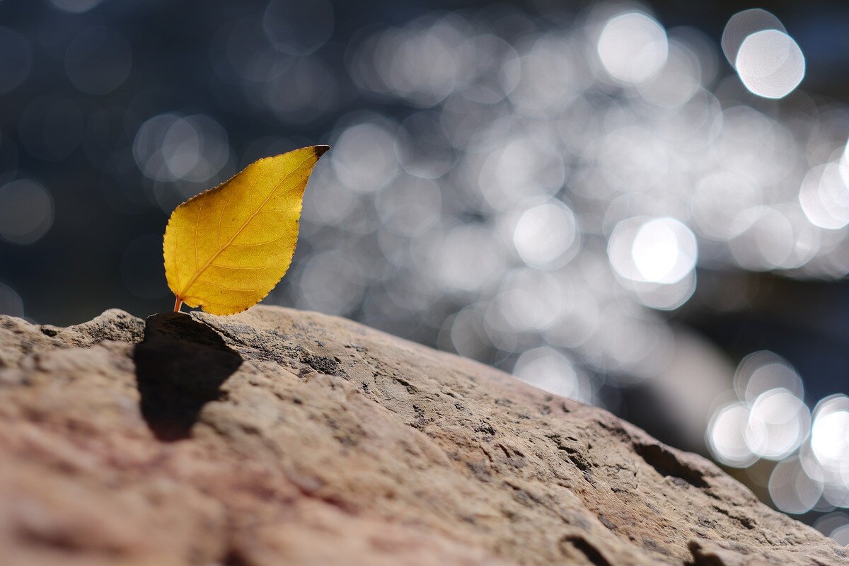    56 mm, 1/5000 sec, f/2, ISO 125, -0.33 EV. Источник: dpreview.com