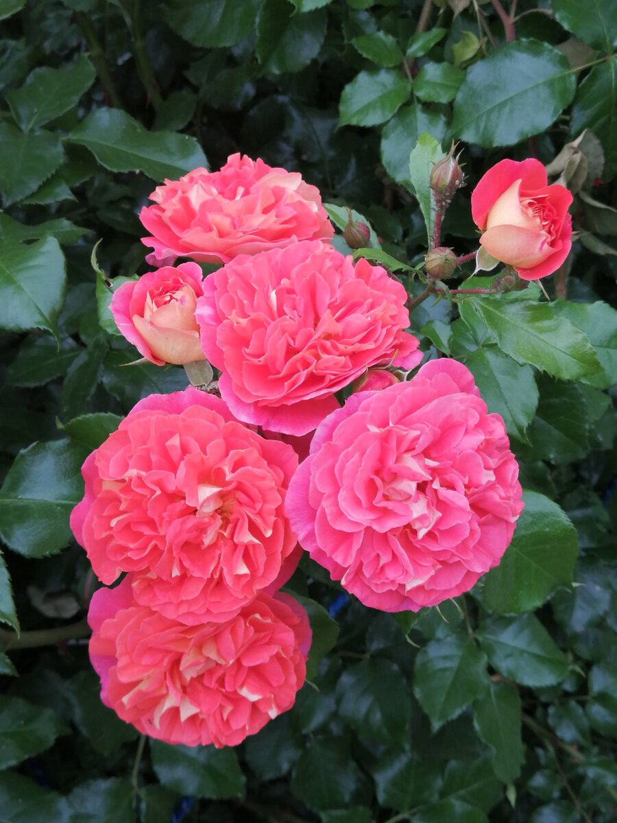 Gebruder Grimm. Фото автора. 