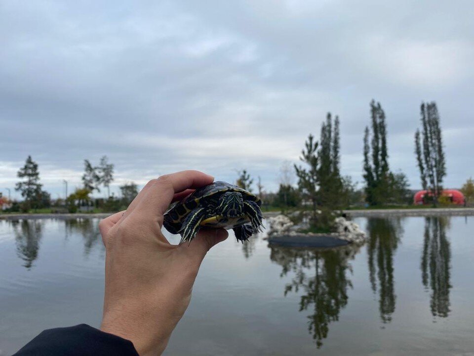     Водолаз нашел в пруду 5 маленьких черепашек. Фото: Андрей Еркин.