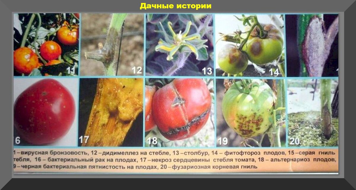 Кладоспориоз томатов фото описание и лечение отзывы. Столбур томатов. Помидоры не подверженные фитофторе. Сорта томатов не подверженные вершинной гнили. Болезнь томатов кладоспориоз.