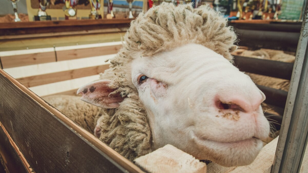     В селе Гаровка животновод потерял 16 овец. По одной из версий, группа бездомных собак проникла на территорию и загрызла животных.