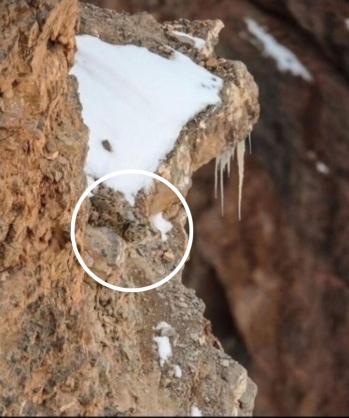 Вот он красавец 