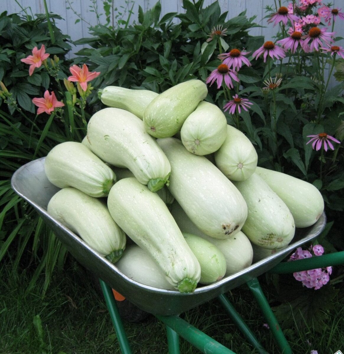 Фото из сети Яндекс картинки