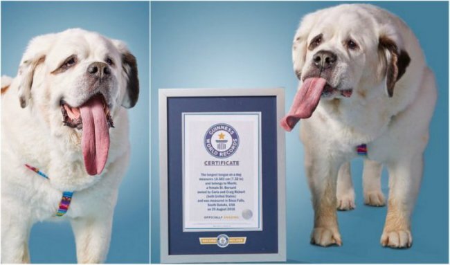 8-летний сенбернар Mochi 