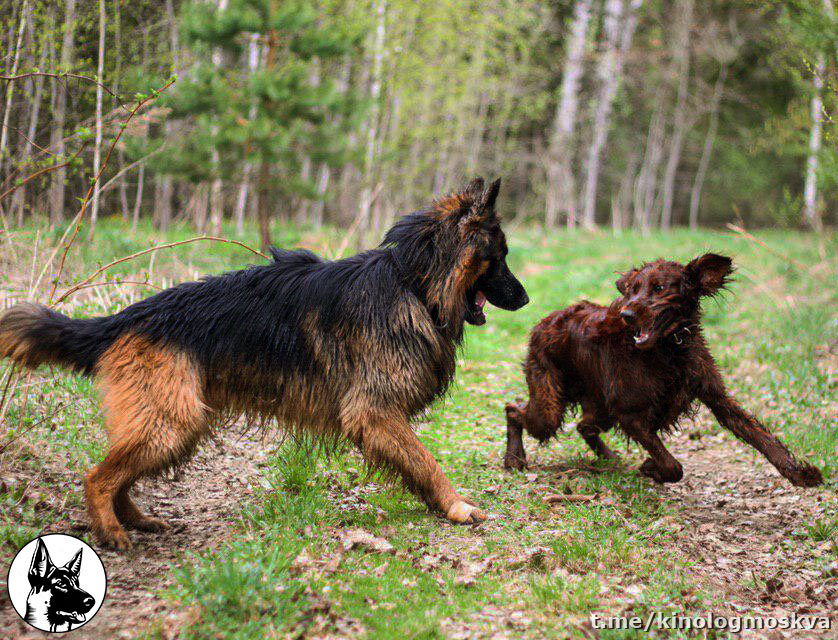 Овчарка и  сеттер