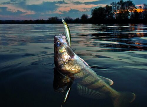 В зависимости от активности рыбы и условий ловли подойдут колебалки длиной не более 10 сантиметров и вертушки размером до №4 по классификации Мепс.