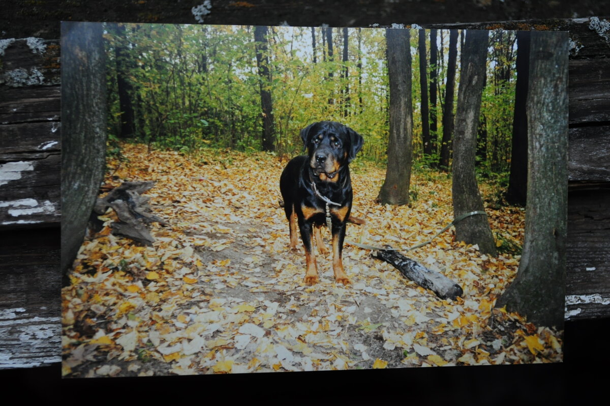 Это наш Латур. Здесь ему три года. Качество фото, конечно, не очень, это фотография фотографии, снятой на пленочный  Canon