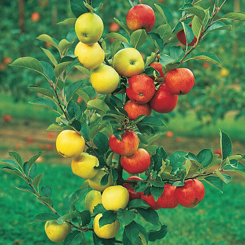 Фото из интернета
