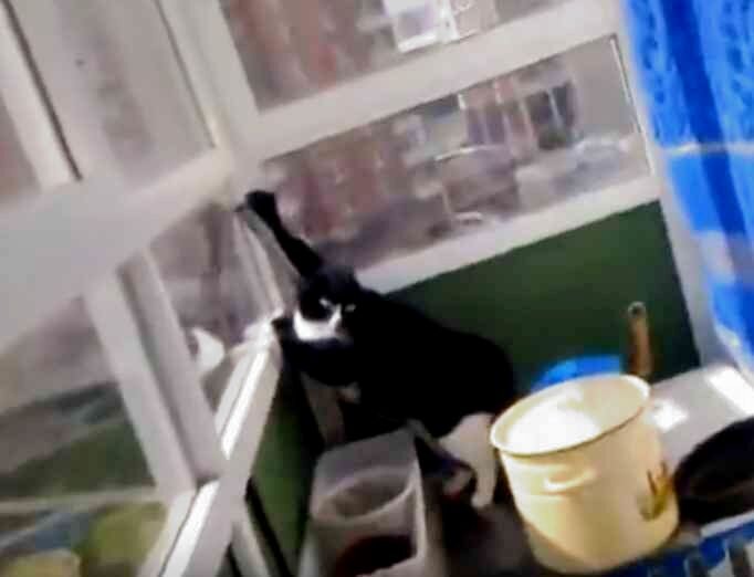 Не все котики спокойные