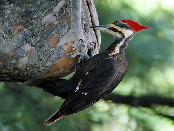 Источник фото: inverse.com