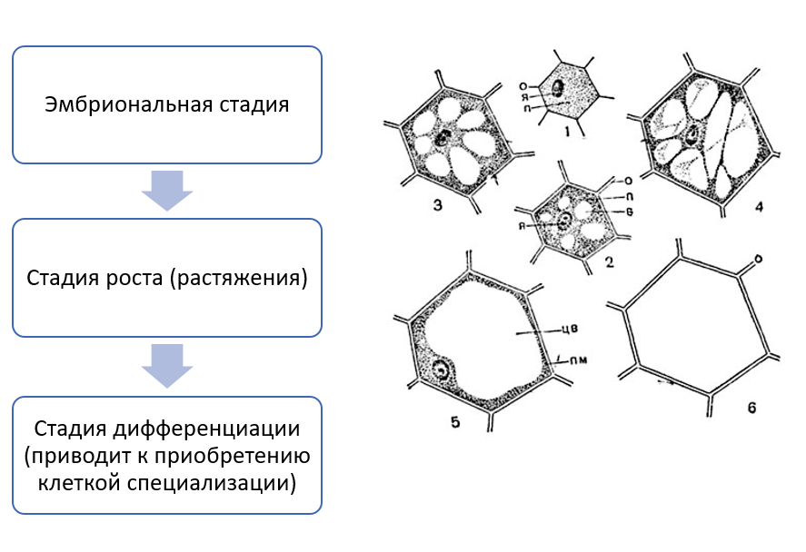 Спора специализированная клетка. Дифференциация клеток растений. Дифференциация растительных клеток. Дифференциация меристематических клеток. Тотипотентность растительных клеток.