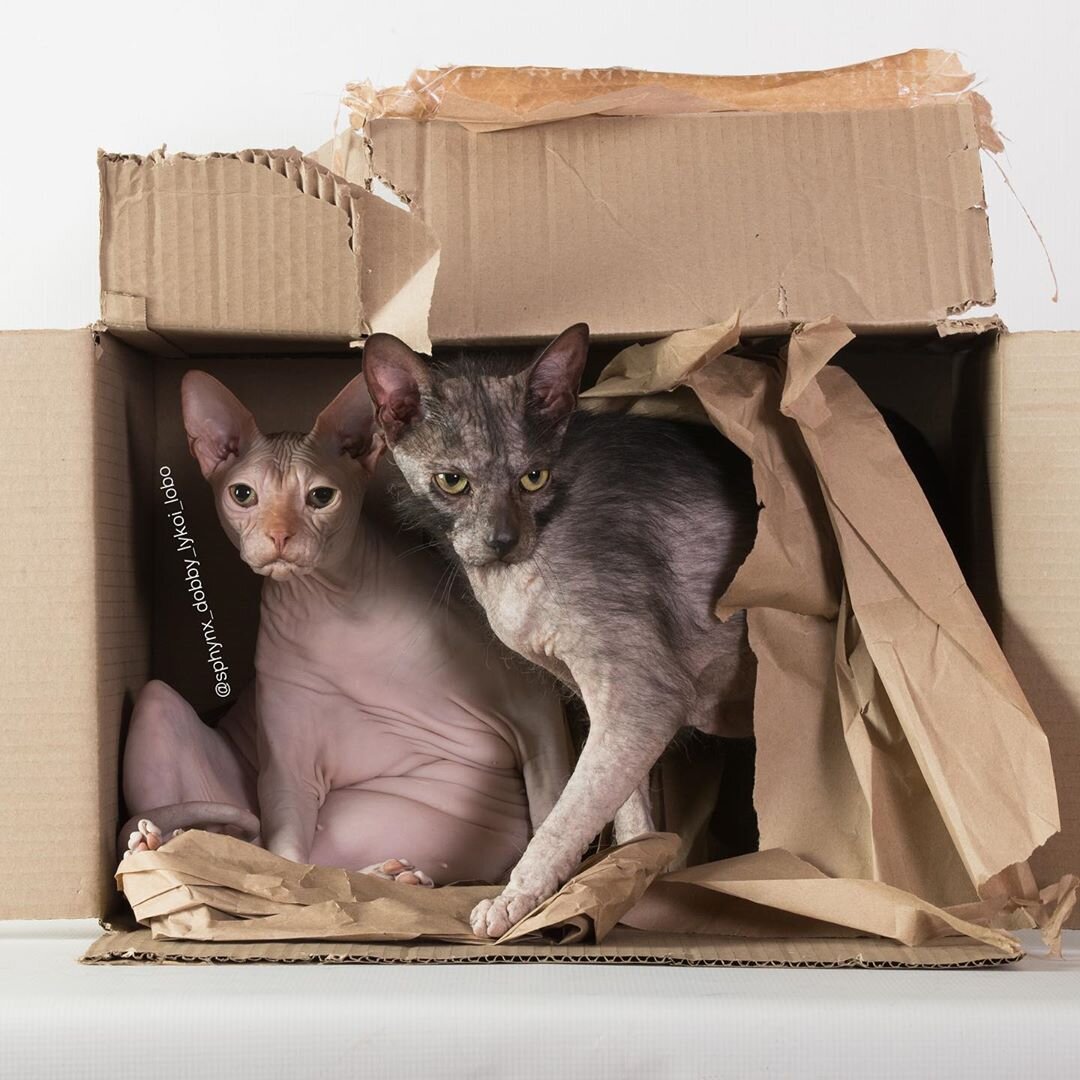 Фото из профиля в инстаграм @sphynx_dobby_lykoi_lobo
