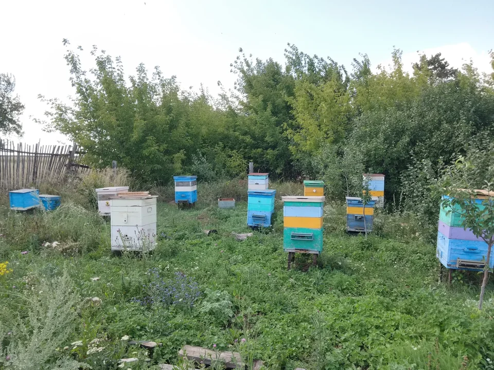 Даданы почти все на двух корпусах. С магазинами - это отводки. Справа за деревом стоит дадан с двумя корпусами и магазином. Очень хорошая семья. :)