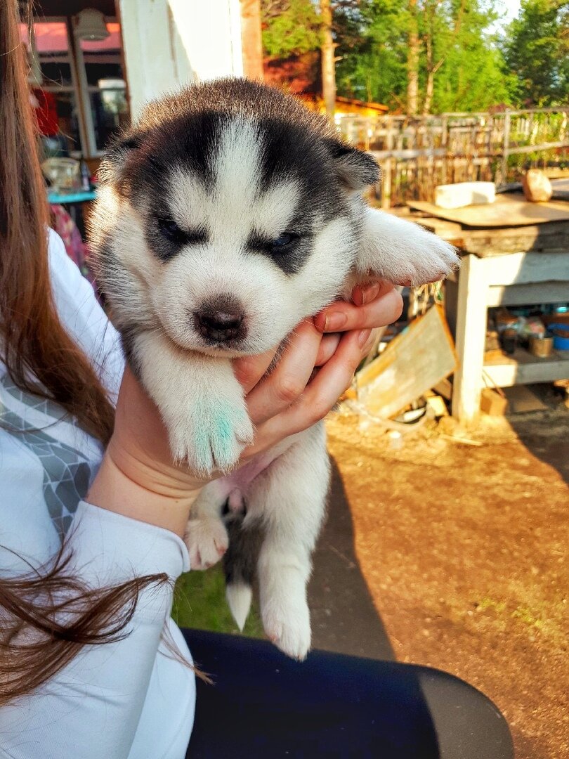 Мой новый дом 🏡 | Жизнь с хаски | Дзен