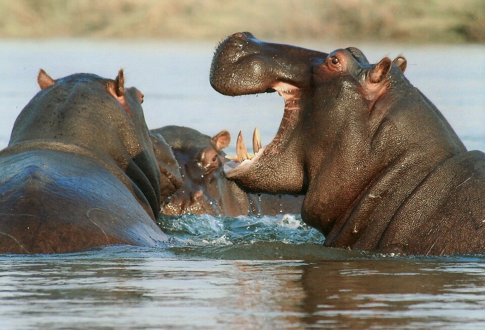 https://cdn.pixabay.com/photo/2013/03/21/03/05/hippopotamus-95472_960_720.jpg