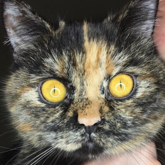 Самая красивая кошка на свете