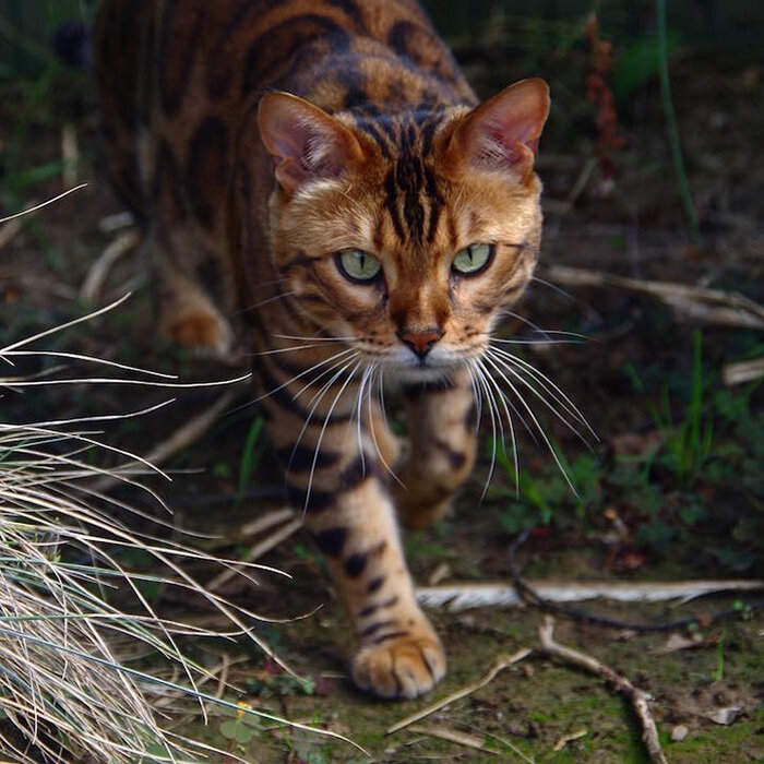 Бенгальский кот выглядит наполовину тигром наполовину леопардом... | Живой  только мир | Дзен