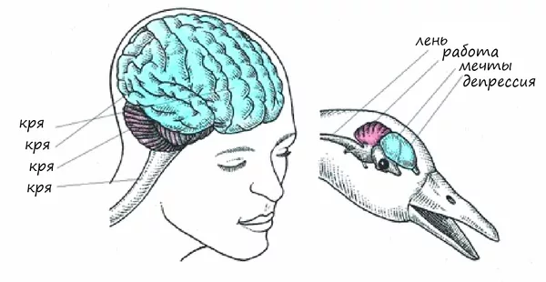Мозг голубя. Строение головного мозга птиц. Строение мозга голубя. Отделы головного мозга у птиц схема.