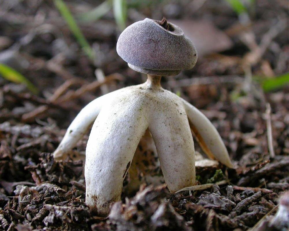 Звездовик четырехлопастный (Geastrum quadrifidum