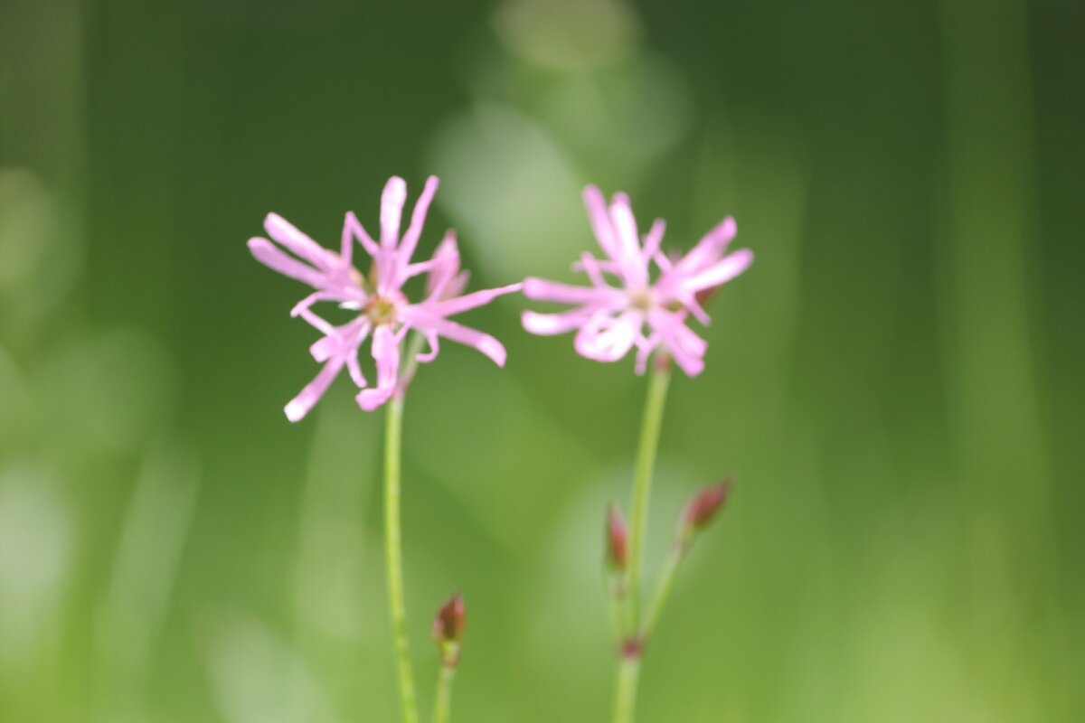 Фото моё @art_earsel 