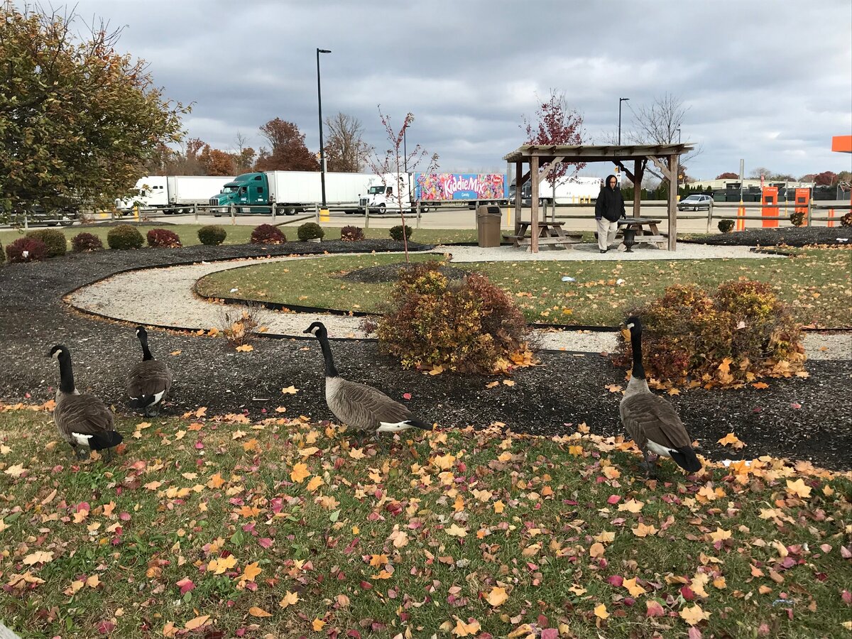 Канадские гуси в штате Огайо под защитой, их много и они ведут себя довольно нагло)