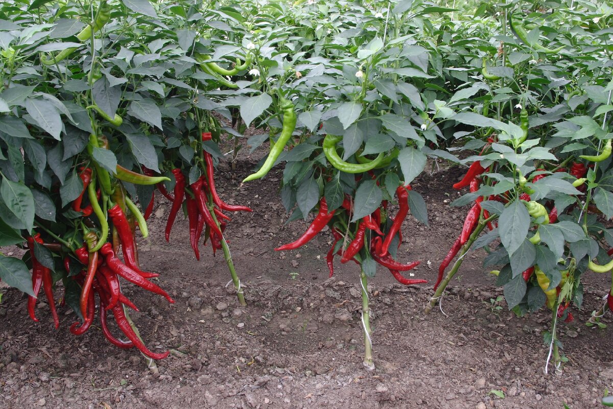 Фото Агрофирмы Аэлита