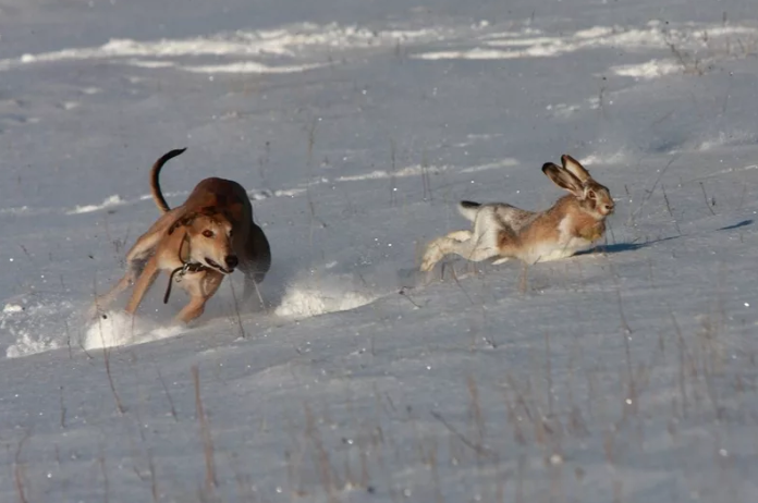Из источников в свободном доступе