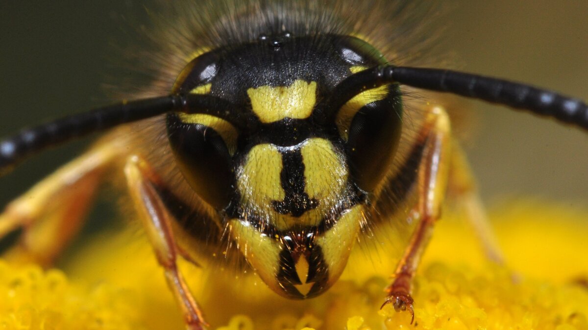 Про осу. Шмель пчела Оса Шершень. Шмель vs Шершень. Bee and Wasp. Шершень Шмель и трутень.