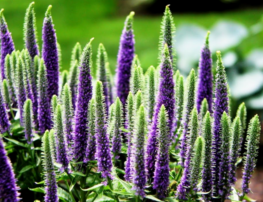 Veronica longifolia Speedwell растение