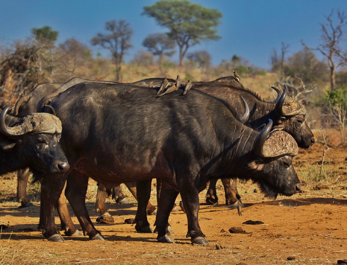 Самые высокие африки. Буйвол в саванне. Африканский буйвол стадо. Буйволы Танзании. Стадо африканских буйволов.