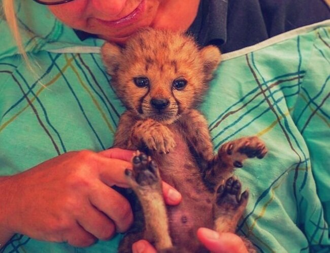 Фото 2. Крис был единственным котенком из помета, оставшимся в живых у матери-гепарда
