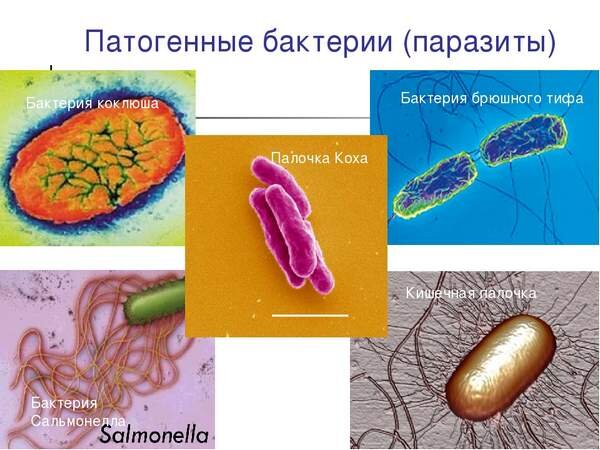 На рисунке изображен представитель болезнетворных бактерий