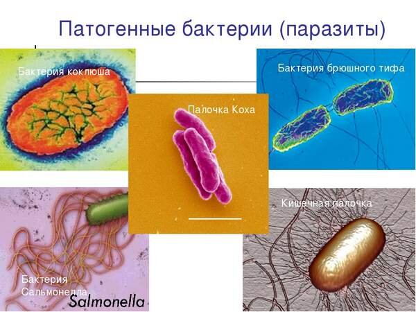 Болезнетворные бактерии рисунок