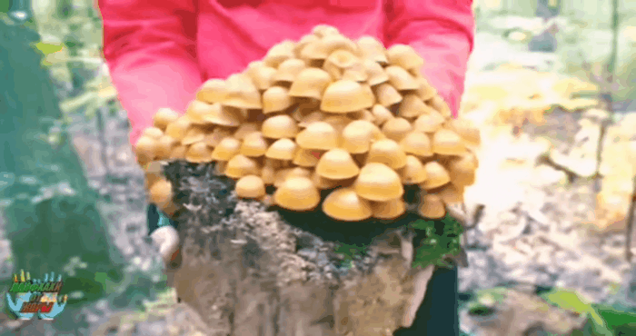 Из открытых источников