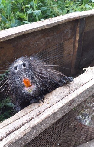 Вот такой он, Дракоша! Фото из личного архива Димитрия Смолева