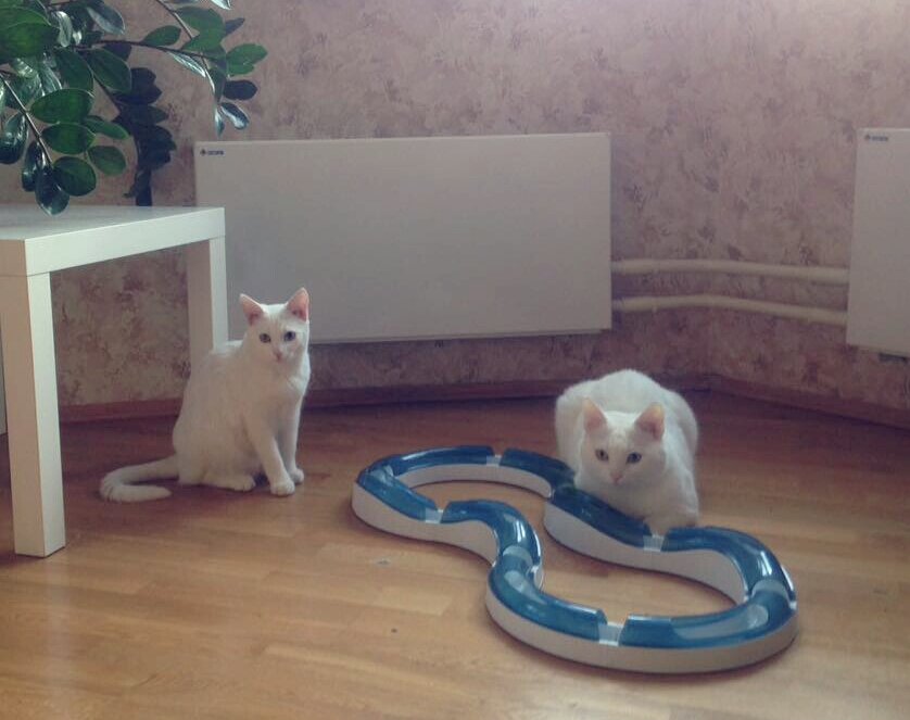 Беляши осваивают игрушку