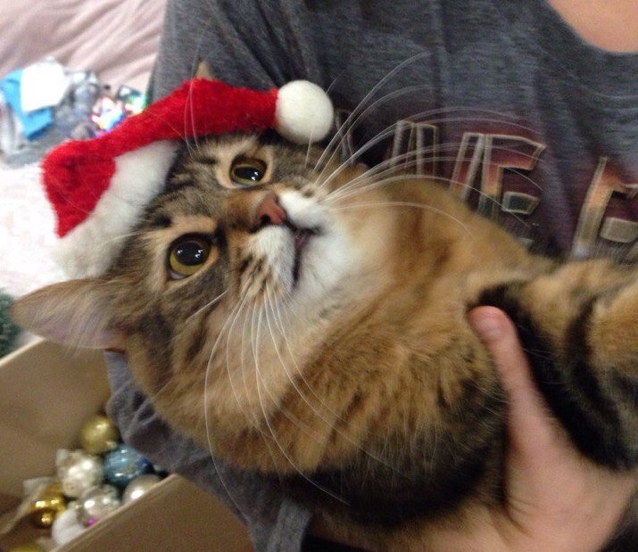 В этой новогодней игре может участвовать даже кот!