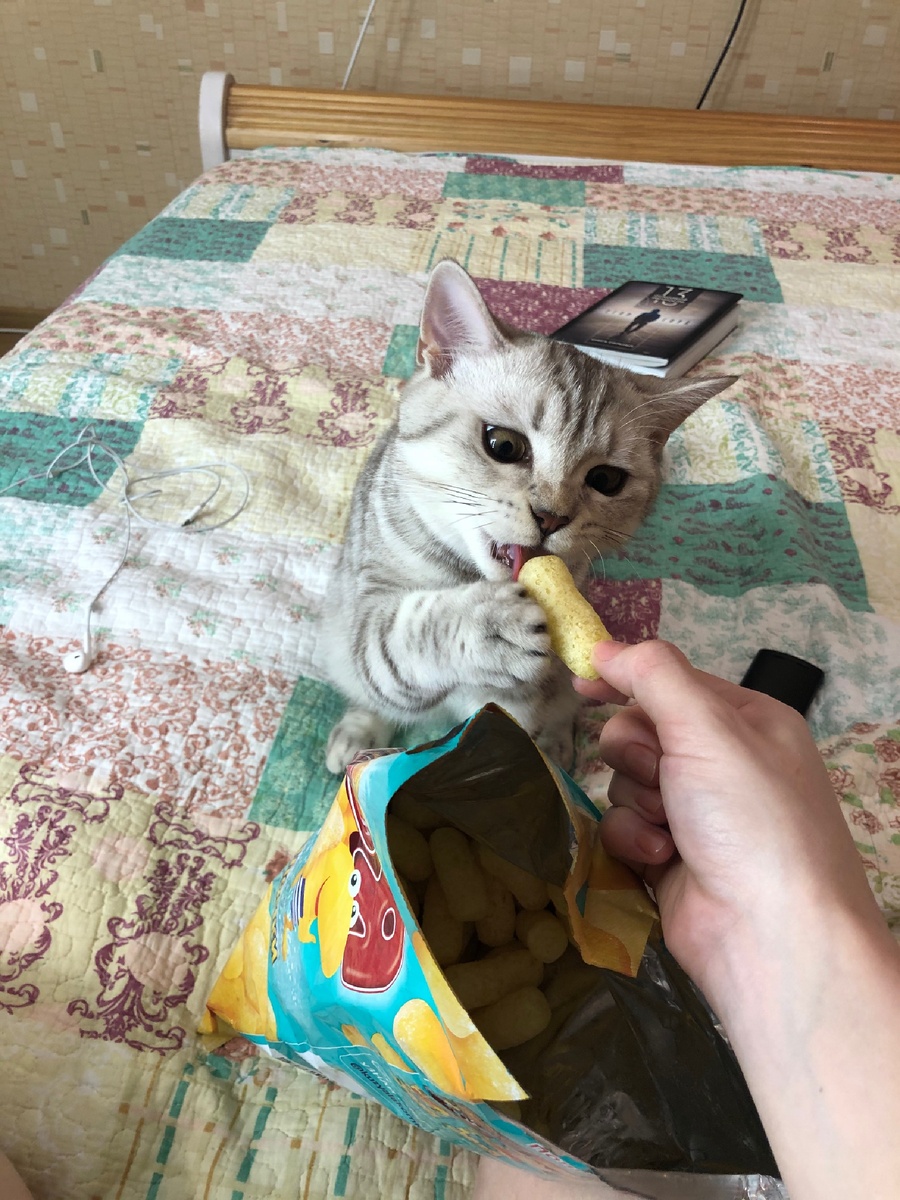 Котика вам в ленту