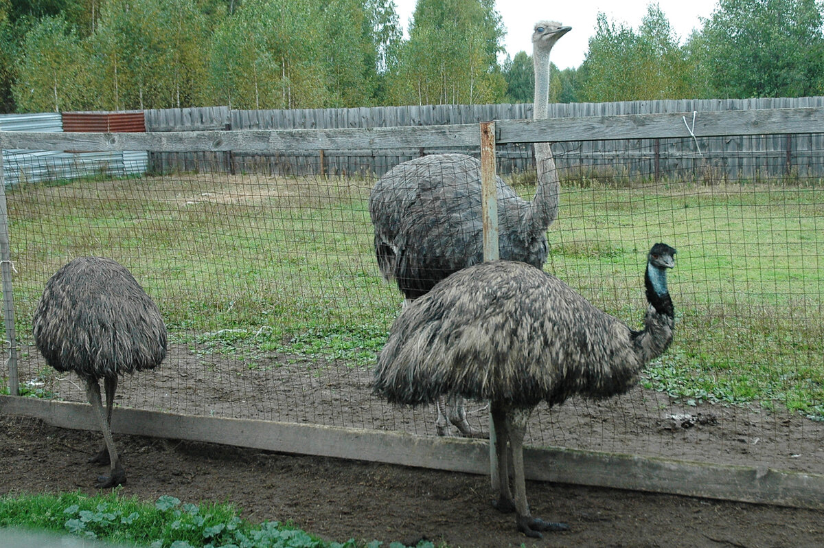 Страусиная ферма в нижегородской области городецкий район фото