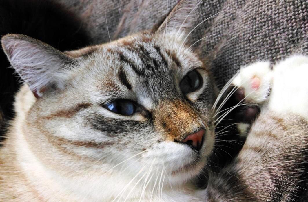 А чё так тихо? Где еда?