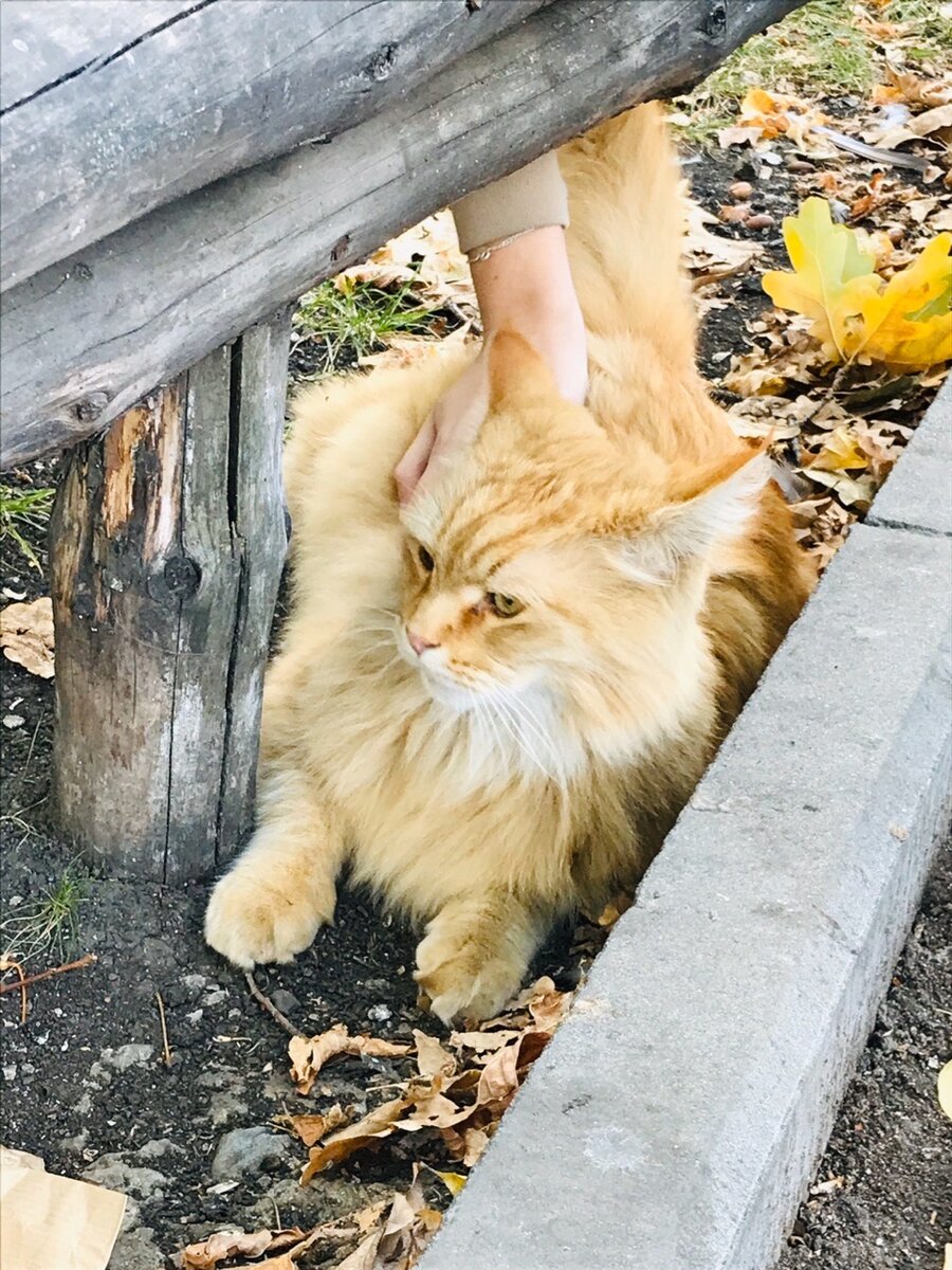 Мейн-кун!городской парк!город Саратов 