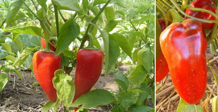 Источник: semyan-semyanych.ru, tomatniymir.ru