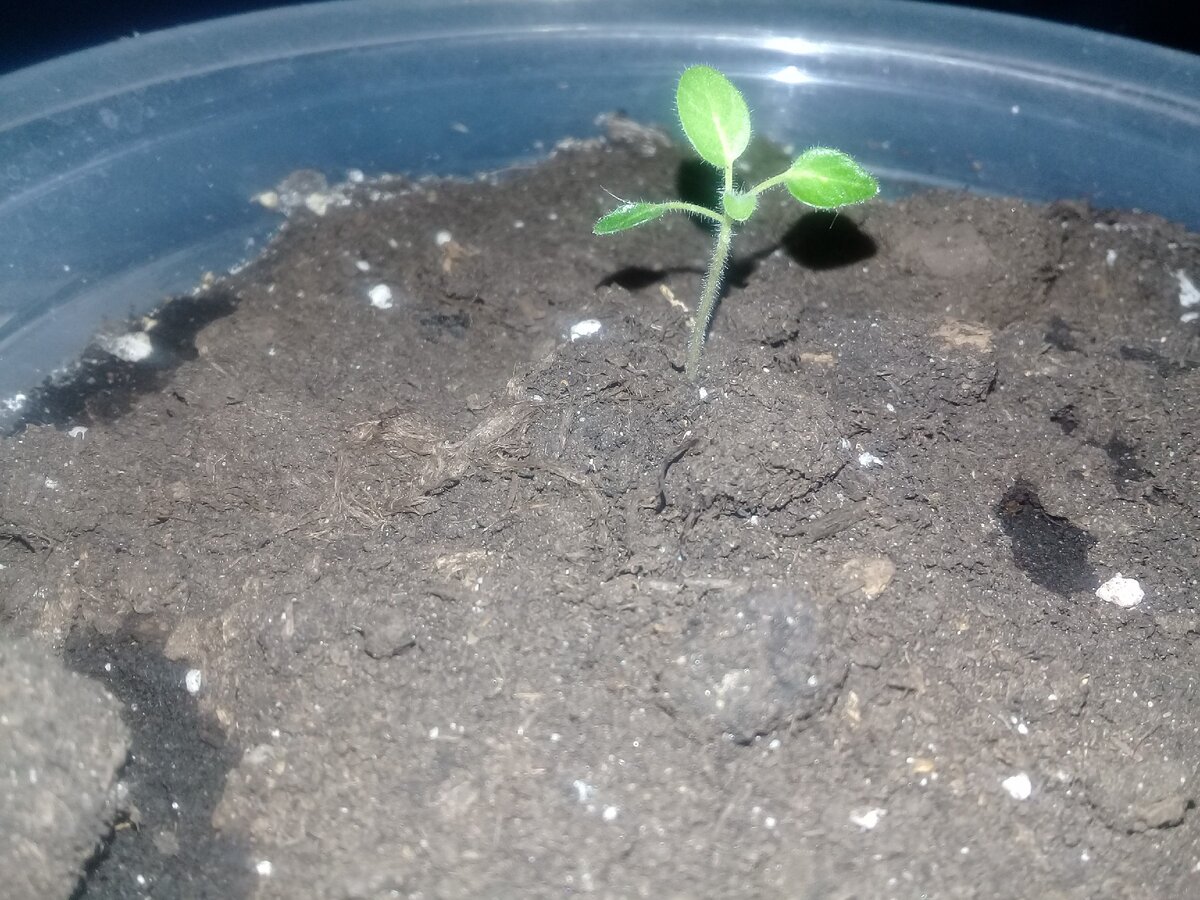 фото от 25.01.2020г 