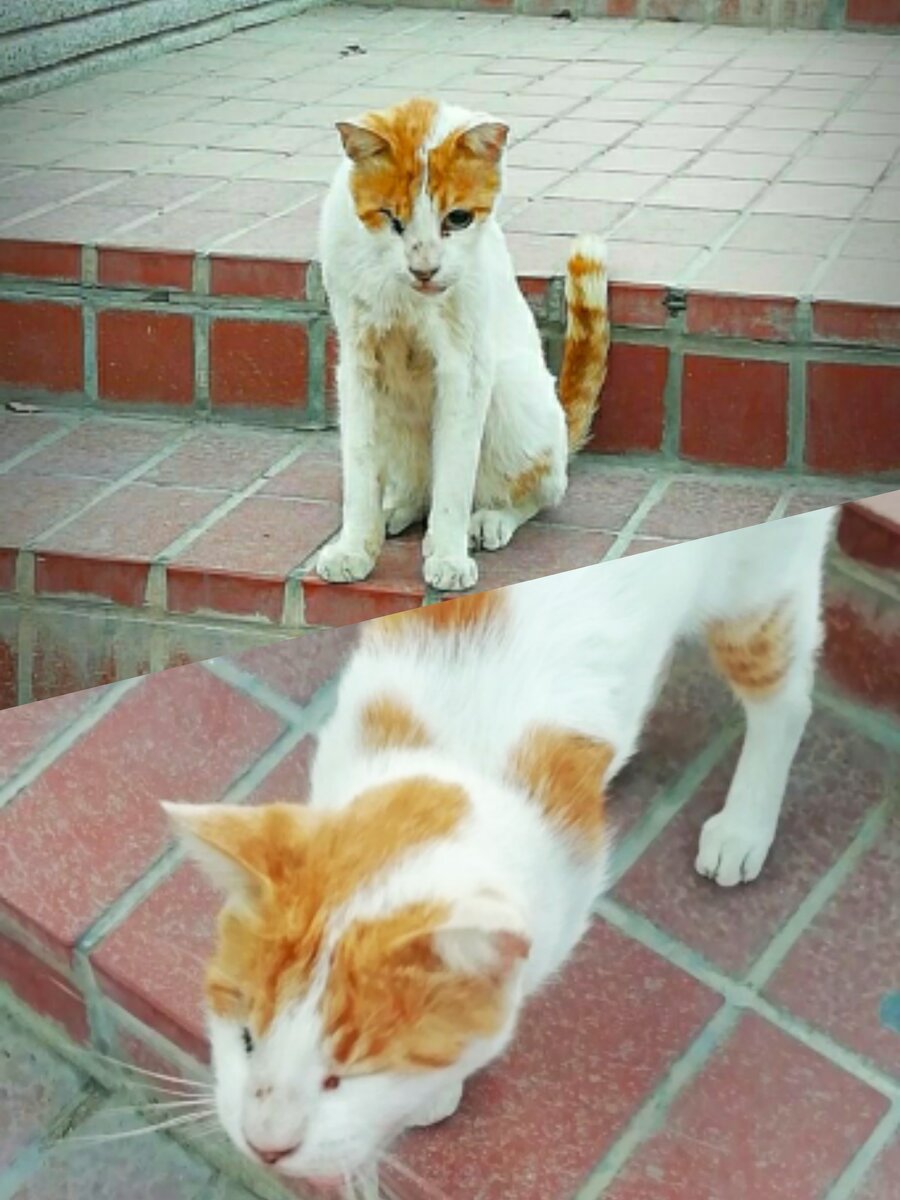 Вот такие восточные хвостатые красавцы населяют ОАЭ