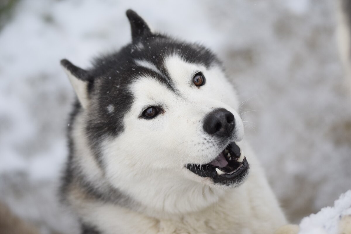 Что ??? Агрессивные собаки??