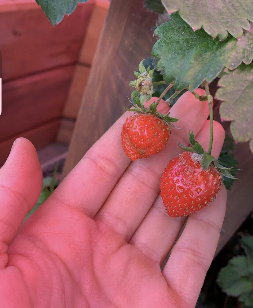 Моя клубника в феврале 