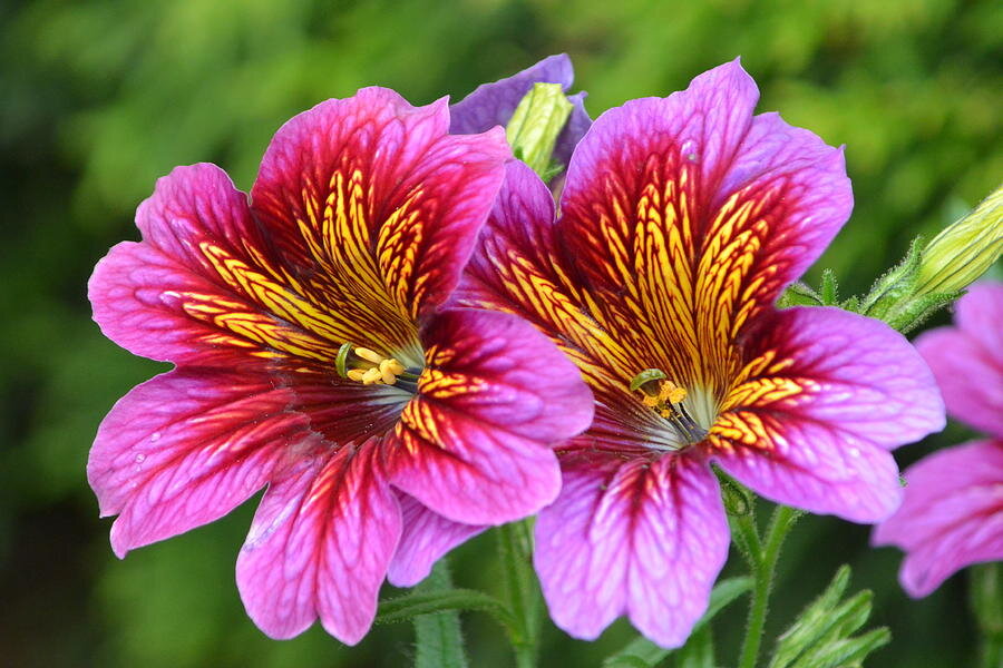 https://images.fineartamerica.com/images-medium-large-5/salpiglossis-nicki-bennett.jpg