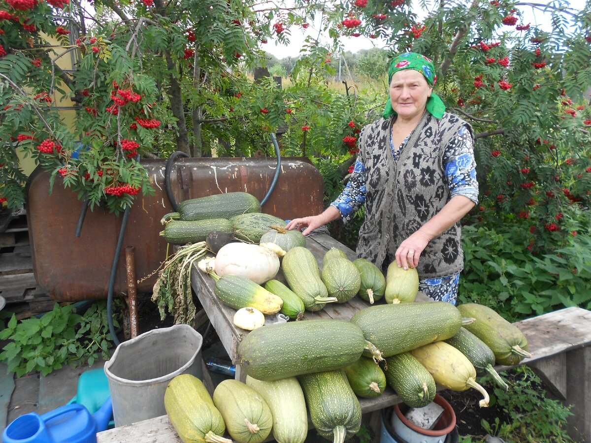 Урожай ) Изображение с сайта Яндекс Картинки