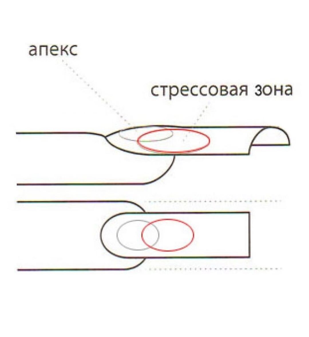 Архитектура ногтя при выравнивании базой схема