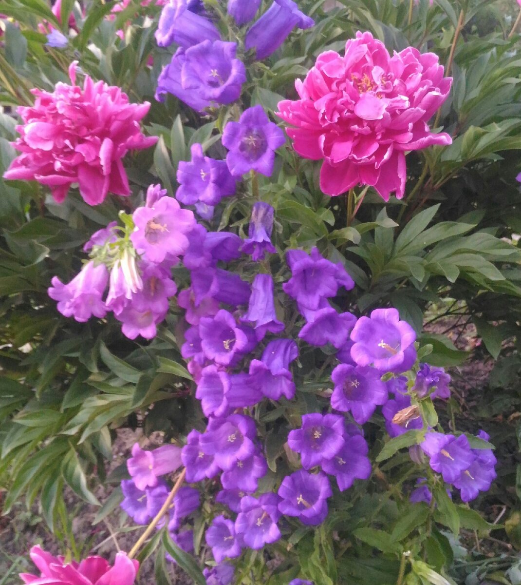 Колокольчики цветут одновременно с ионами, и по росту ему не уступают. Поэтому можно составлять их них различные композиции, экспериментируя с цветом.